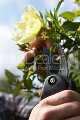 Man working in garden