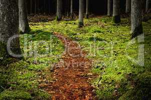 Path in a forest