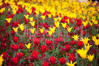 Tulpen und Tausendschönchen