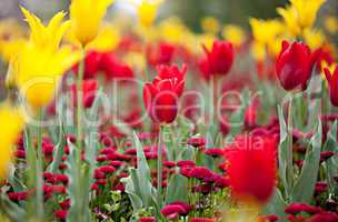 Tulpen und Tausendschönchen