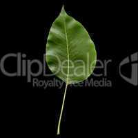 Pear leaf