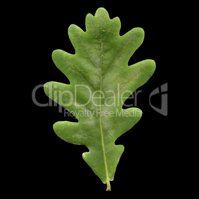 Oak leaf