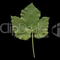 Vitis leaf
