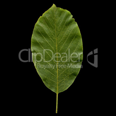 Walnut leaf