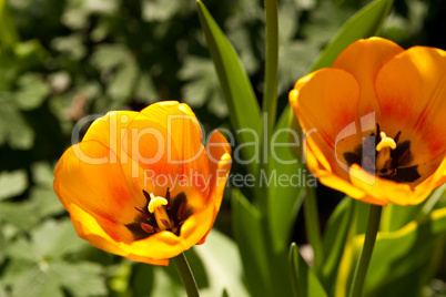 Tulpe, tulip