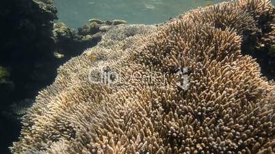 Pristine coral reef habitat