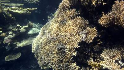 Pristine coral reef habitat