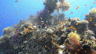 Pristine coral reef habitat in shallow tropical water