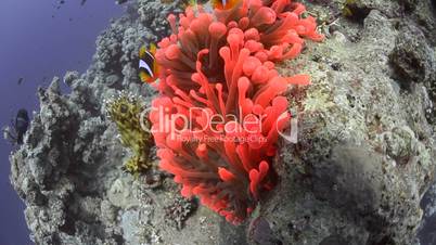 Red sea anemone fish