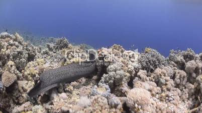 Giant moray eel