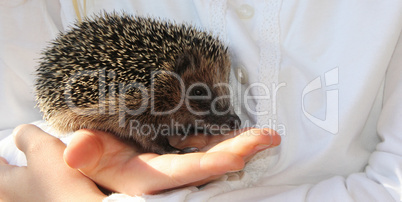 Igel