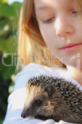 Igel