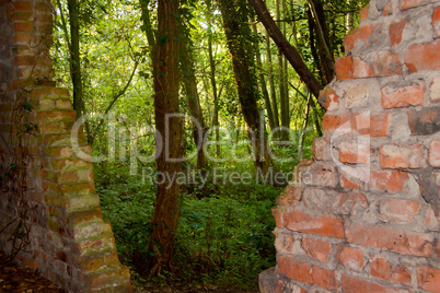 Wald hinter Mauerriss