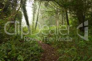 Wald mit geisterhaftem Nebel