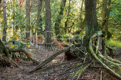 Würgewurzeln im Wald