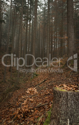 german forest in autumn