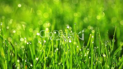 drops of dew on a green grass