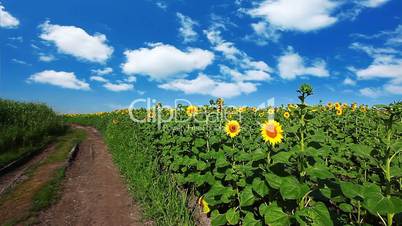 flowering sunflowers on a background cloudy sky