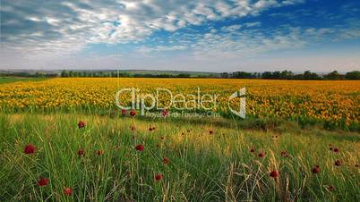 summer landscape - field of sunflowers on a background cloudy sky