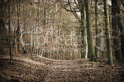 Herbstwald