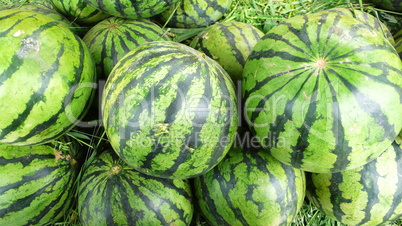 Watermelon