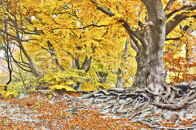 yellow autumn forest