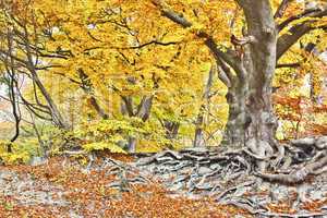 yellow autumn forest