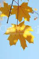 maple Leaves