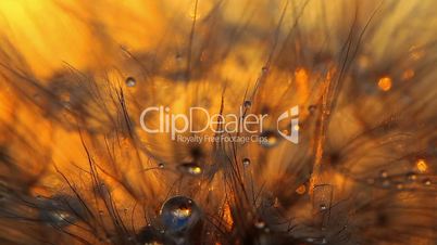 dandelion macro - drops of rain