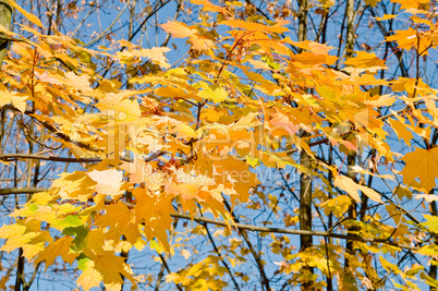 maple Leaves