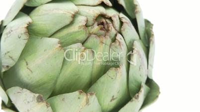 closeup of single artichoke on white background
