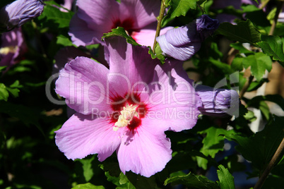 Hibiskus