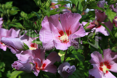 Hibiskus