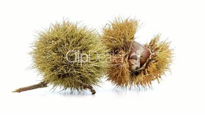 chestnut isolated low perspective loopable