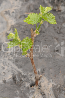 seedling grapes