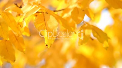 Autumn yellow leaves on wind