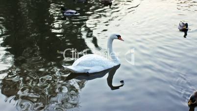 White Swan Around Wild Ducks