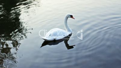 White Swan Follows Ducks Appear