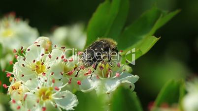 beetle on the flowers of apple-tree
