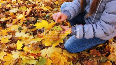 Hands Girl Collect Leaves