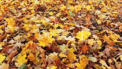 Leaves Fall To Ground