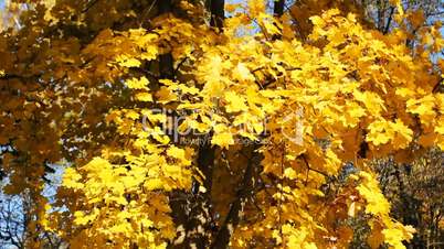 Yellow Leaves On Tree Panorama