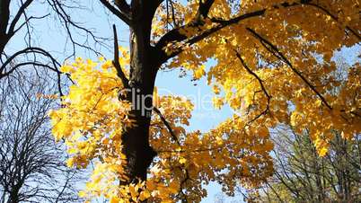 Autumn Tree Against Blue Sky