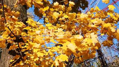 Autumn Tree And Ferris Wheel