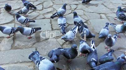 Pigeons Peck And Run On Pavement