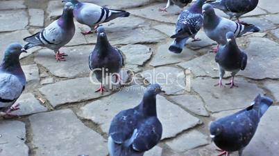 Pigeons Run On Pavement