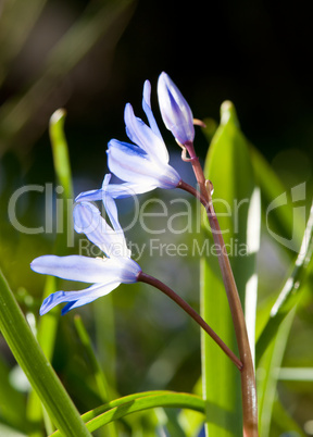 Scilla siberica (Blausternchen) im Frühling