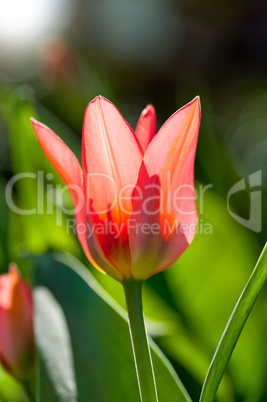 Blühende rote Tulpe im gegenlicht