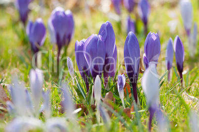 Blühende violette Krokusse im Frühling