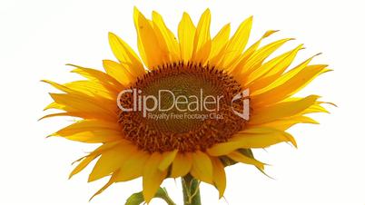 sunflower on a white background